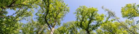 Tous au bois de Lauzelle